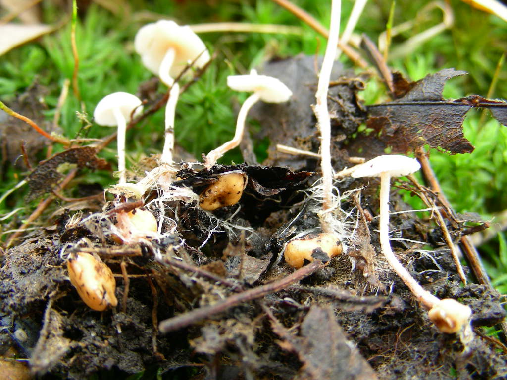 Collybia cookei. Scheda fotografica